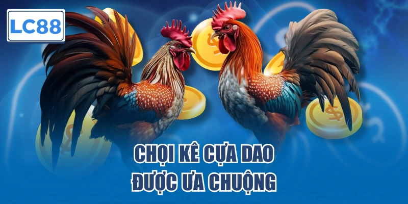 Chọi kê cựa dao được ưa chuộng