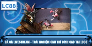 Đá Gà Livestream