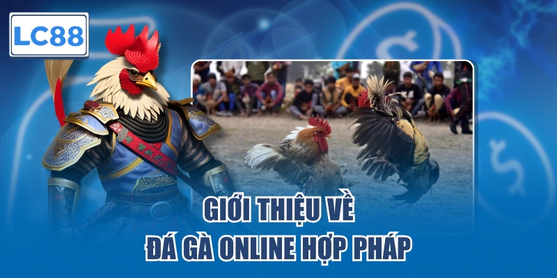 Giới thiệu về đá gà online hợp pháp