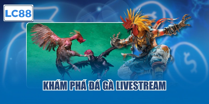 Khám phá đá gà livestream