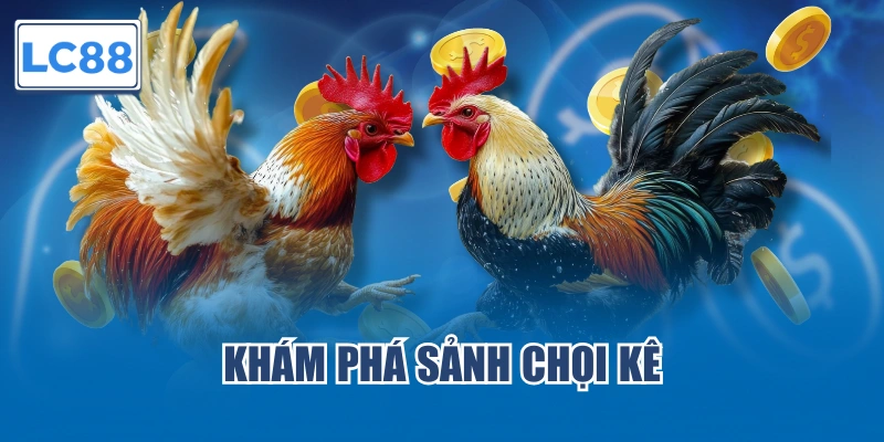 Khám phá sảnh chọi kê