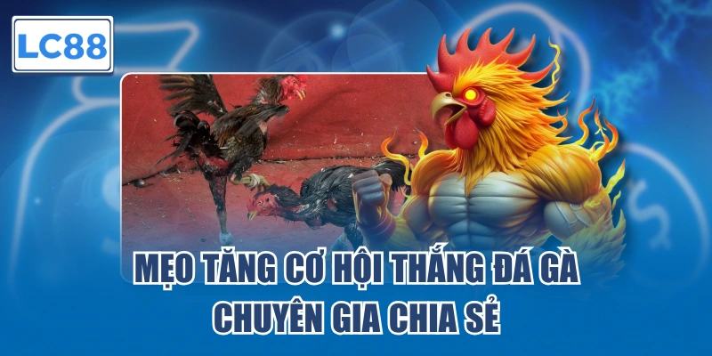 Mẹo tăng cơ hội thắng đá gà chuyên gia LC88 chia sẻ