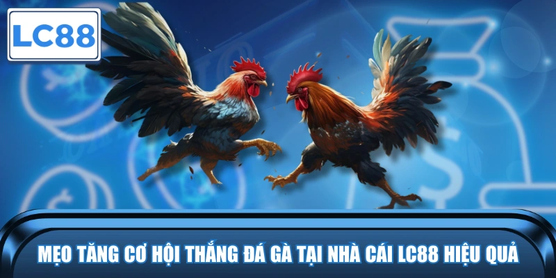 Mẹo tăng cơ hội thắng đá gà hiệu quả tại LC88